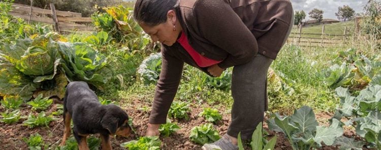 How women in Ecuador are restoring a fragile ecosystem in the face of climate crisis